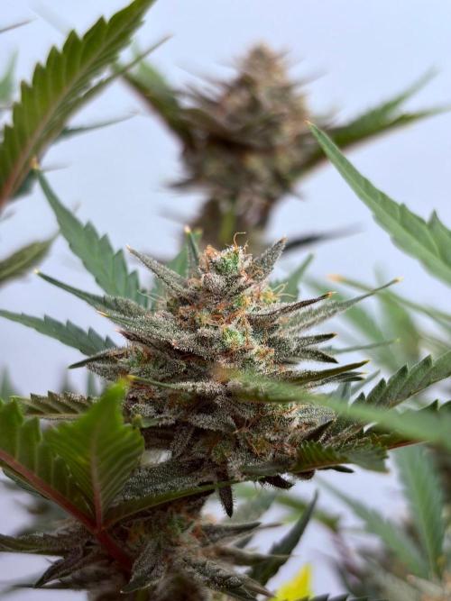 Fastbuds Mendo Guava Outdoor. Week 7
