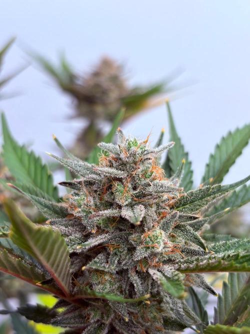Fastbuds Mendo Guava Outdoor. Week 7