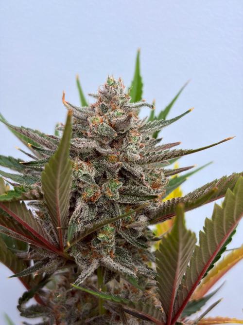 Fastbuds Mendo Guava Outdoor. Week 7