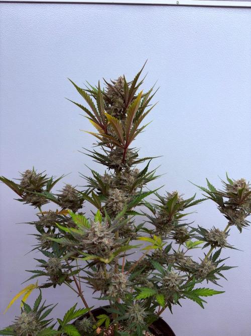Fastbuds Mendo Guava Outdoor. Week 7