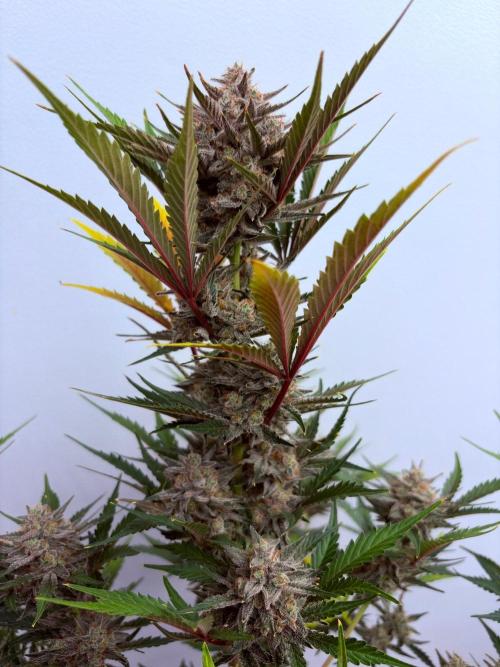 Fastbuds Mendo Guava Outdoor. Week 7