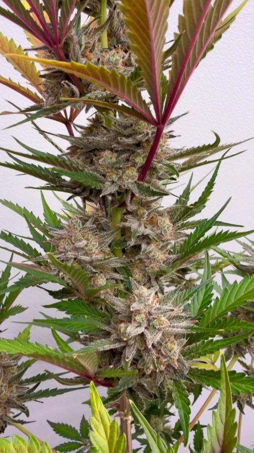 Fastbuds Mendo Guava Outdoor