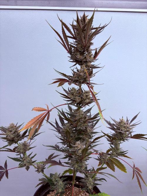 Fastbuds Guava Girls. Week 7