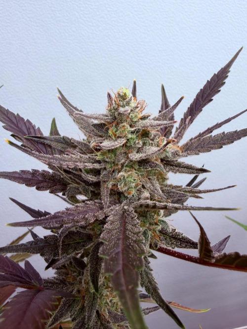 Fastbuds Guava Girls. Week 7