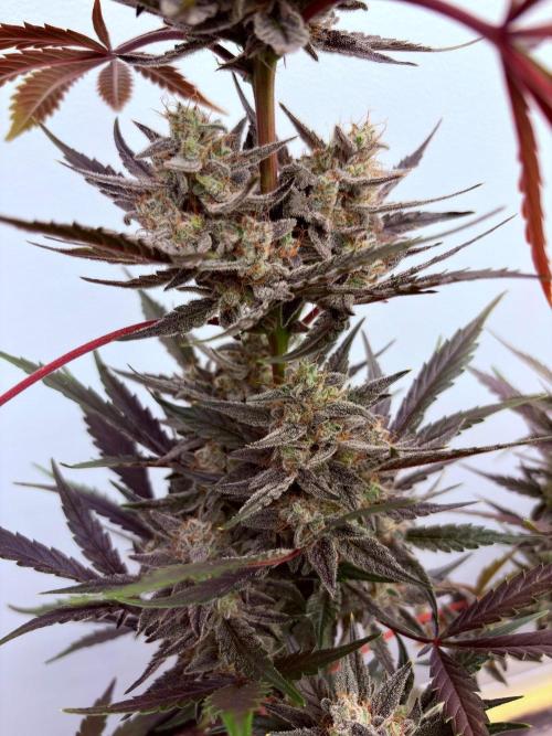 Fastbuds Guava Girls. Week 7