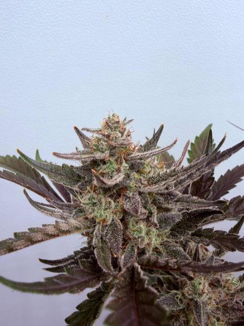 Fastbuds Guava Girls. Week 7