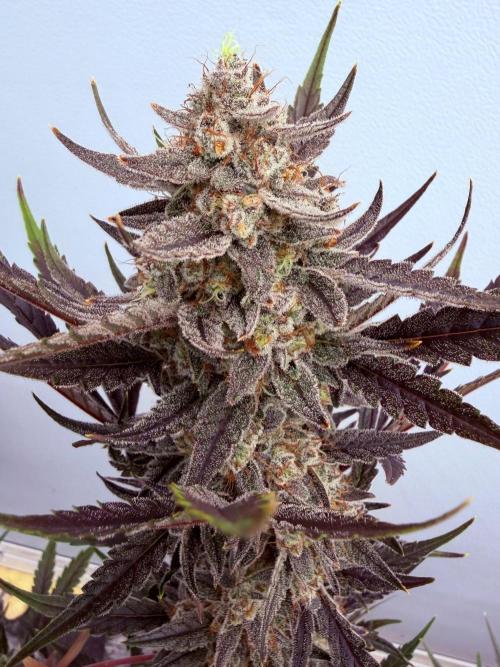 Fastbuds Guava Girls. Week 7