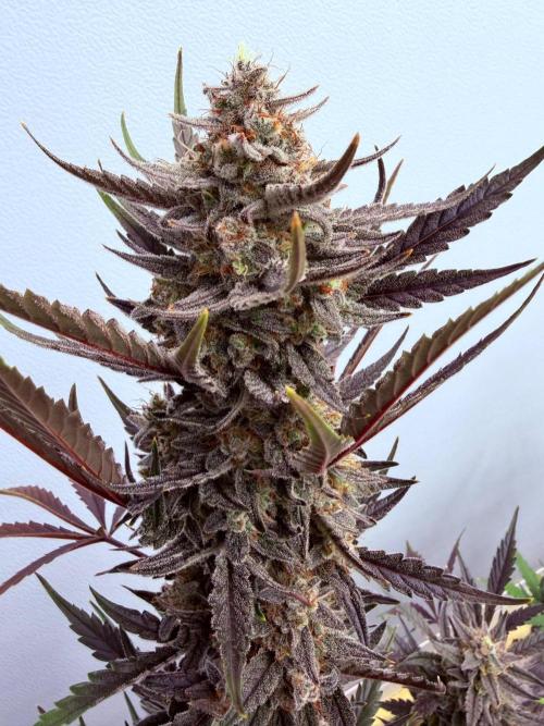 Fastbuds Guava Girls. Week 7