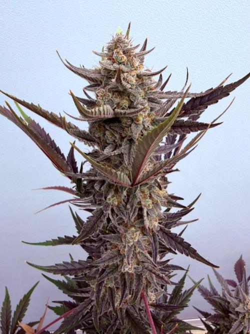 Fastbuds Guava Girls. Week 7