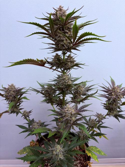 Fastbuds Guava Girls. Week 7