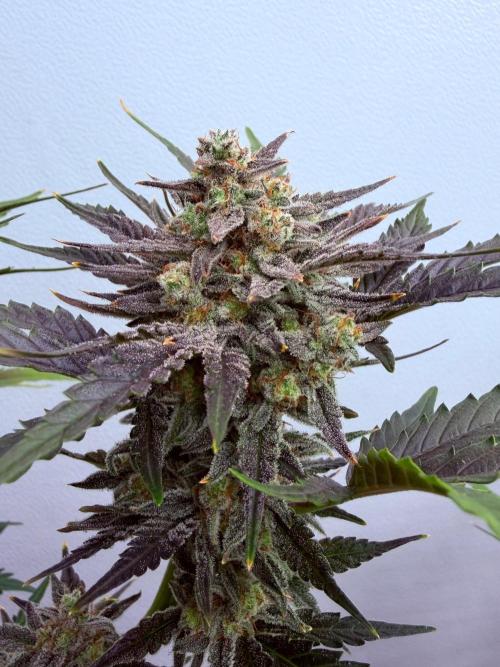 Fastbuds Guava Girls. Week 7