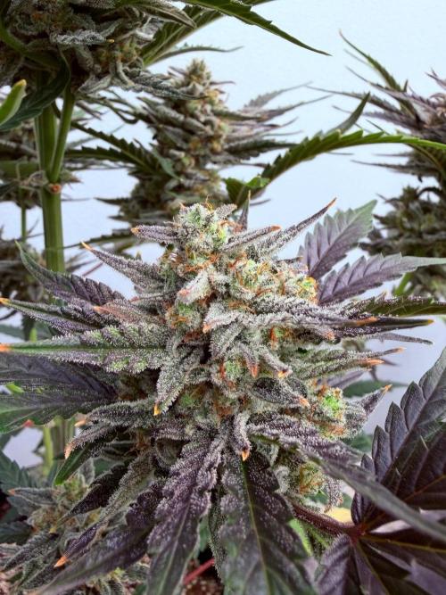 Fastbuds Guava Girls. Week 7