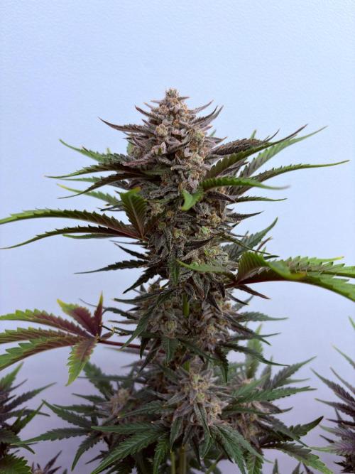 Fastbuds Guava Girls. Week 7