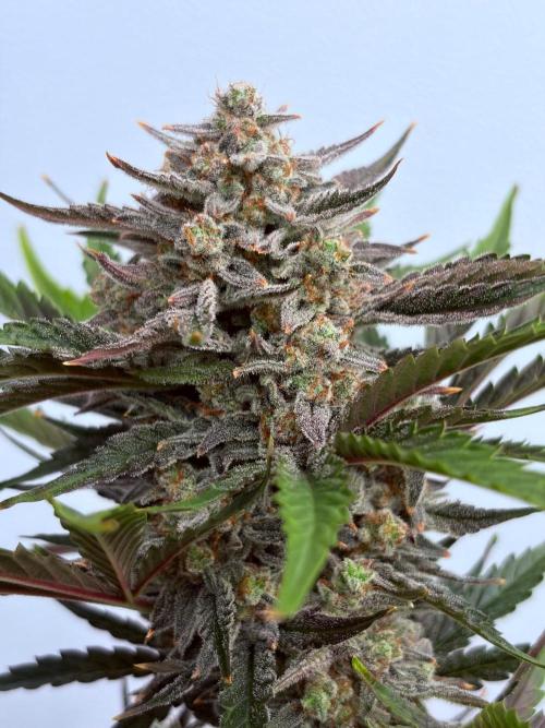 Fastbuds Guava Girls. Week 7
