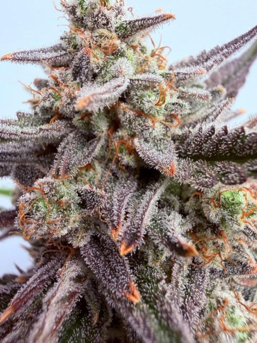 Fastbuds Guava Girls. Week 7