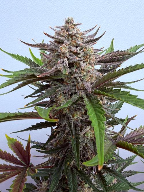 Fastbuds Guava Girls. Week 7