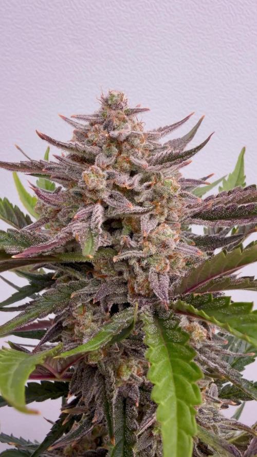 Fastbuds Guava Girls