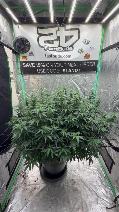 Fastbuds Purple Lemonade FF