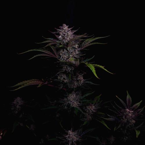 Fastbuds Guava Girls. Week 8