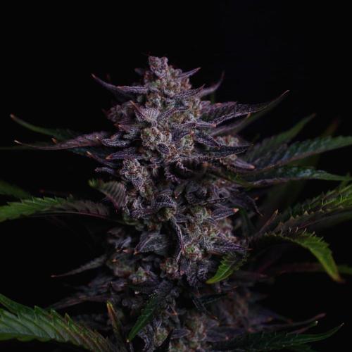 Fastbuds Guava Girls. Week 8