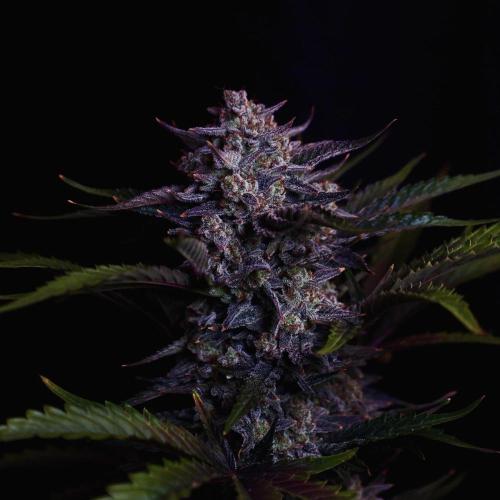 Fastbuds Guava Girls. Week 8