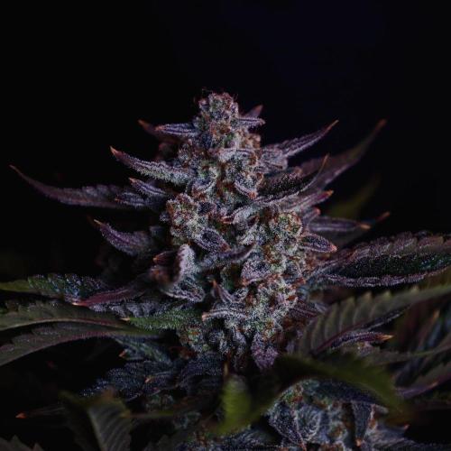 Fastbuds Guava Girls. Week 8