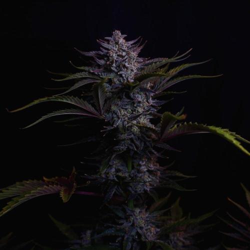 Fastbuds Guava Girls. Week 8