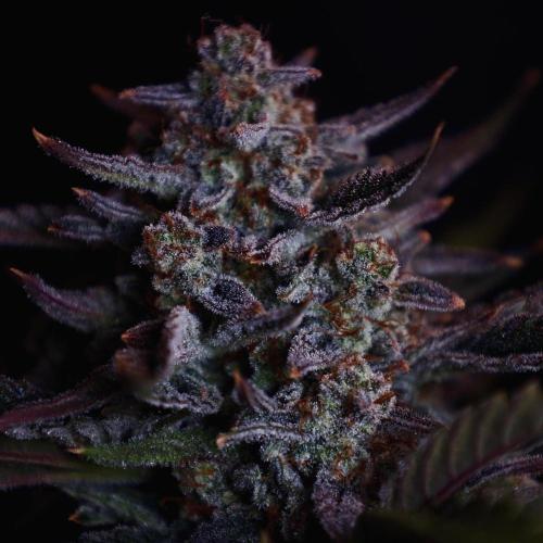 Fastbuds Guava Girls. Week 8