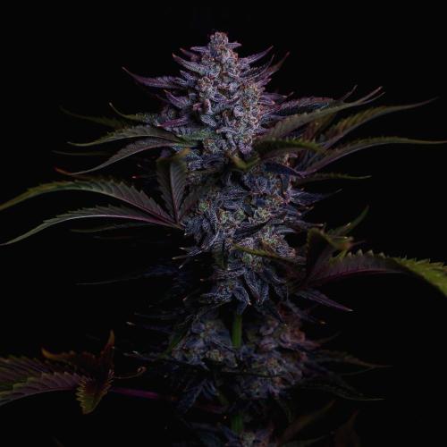 Fastbuds Guava Girls. Week 8