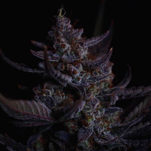 Fastbuds Guava Girls. Week 8