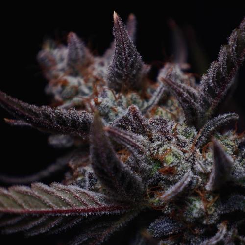 Fastbuds Guava Girls. Week 8