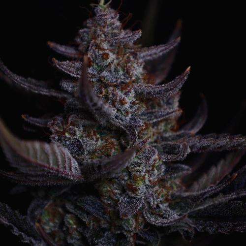 Fastbuds Guava Girls. Week 8