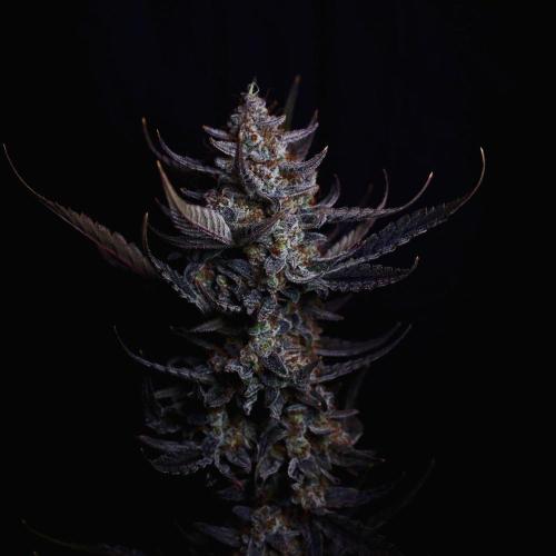 Fastbuds Guava Girls. Week 8