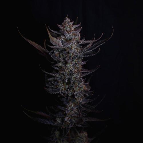 Fastbuds Guava Girls. Week 8