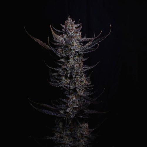 Fastbuds Guava Girls. Week 8