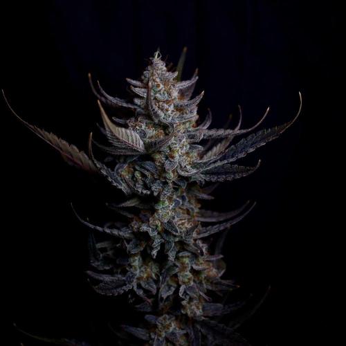 Fastbuds Guava Girls. Week 8