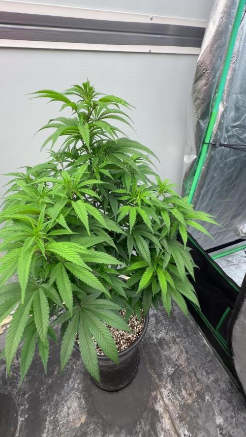 Spider Farmer G500. Week 8