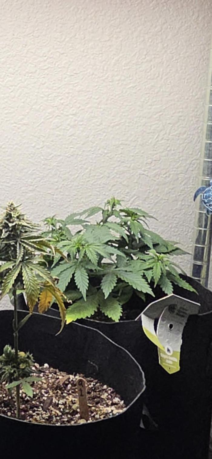 royal gorilla late update. Week 6