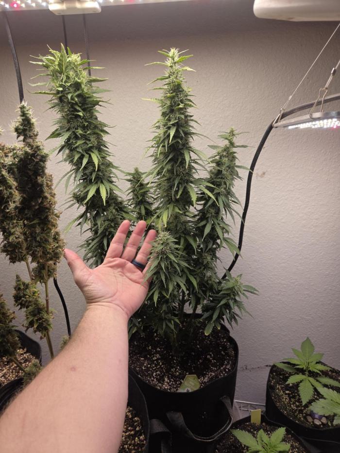 royal gorilla late update. Week 12