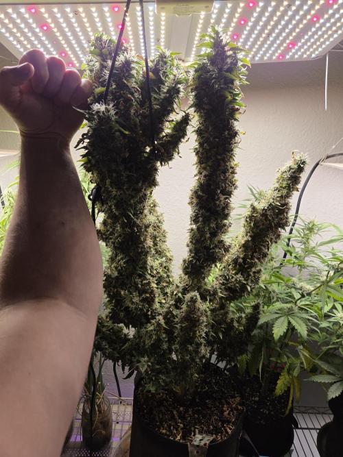 royal gorilla late update. Week 15