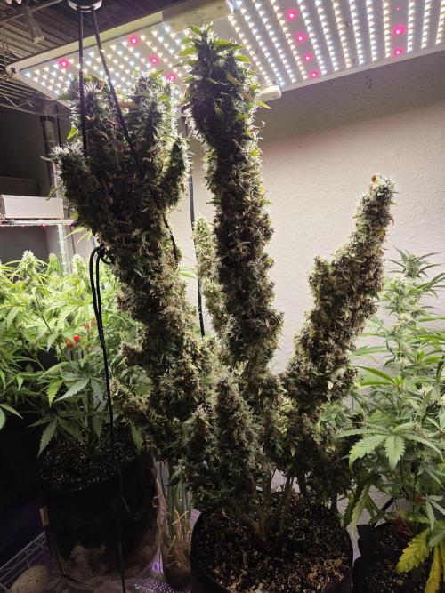 royal gorilla late update. Week 15