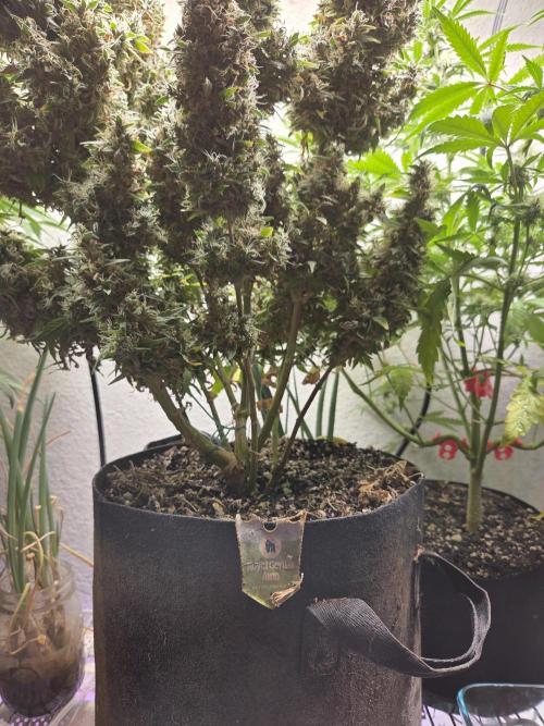 royal gorilla late update. Week 15