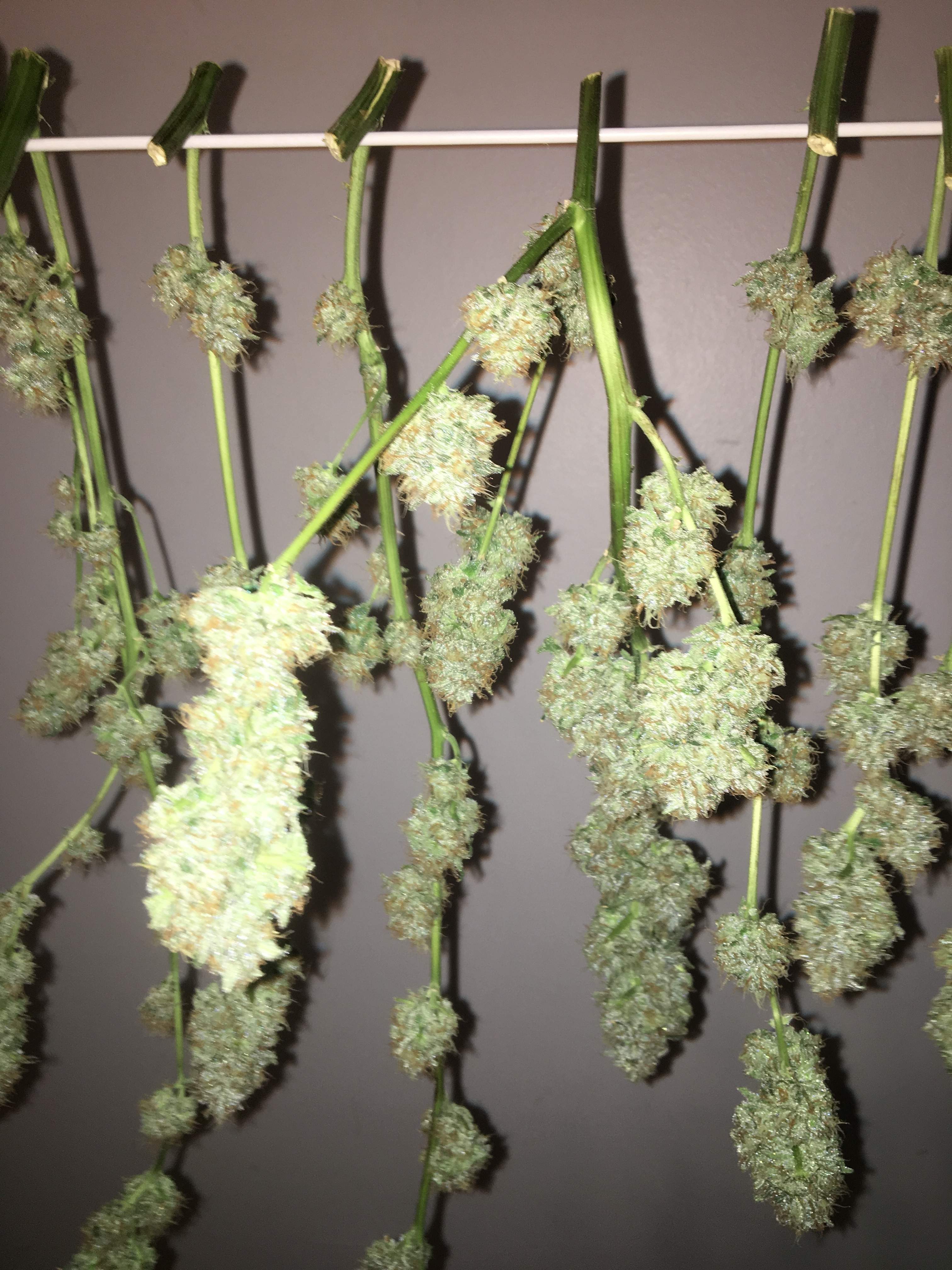 Strawberry Cough Grow Tips