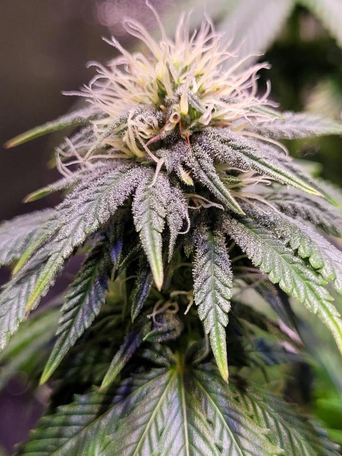 Let's get sour and shiny! Lemon Shining Silver Haze Grow in Germany. Week 5