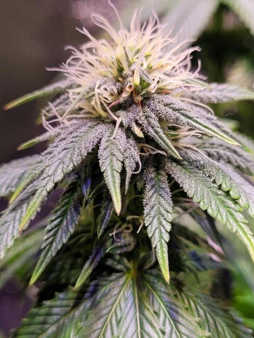 Lemon Shining Silver Haze. Week 5