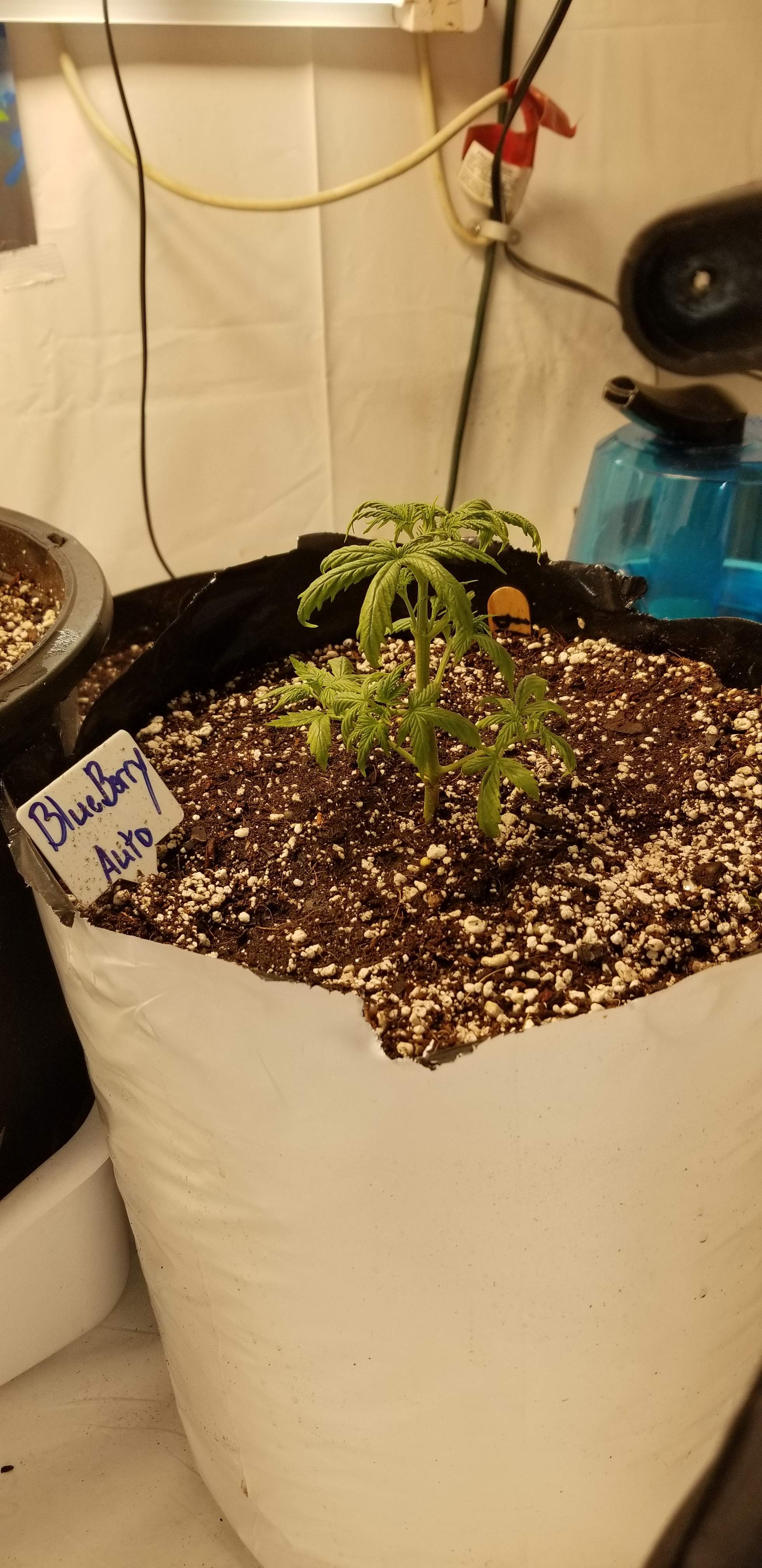 Blueberry grow diary (journal) week3 by babydoll_36 GrowDiaries