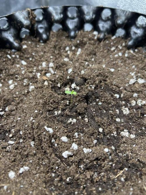 Lemon AK & Tropicana Cookies 60x60x180. Week 0 - Lemon AK