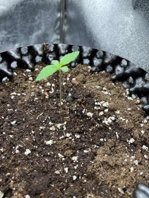 Lemon AK & Tropicana Cookies 60x60x180. Week 1 - Lemon AK 13.03