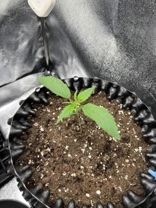 Lemon AK & Tropicana Cookies 60x60x180. Week 2 - Lemon AK