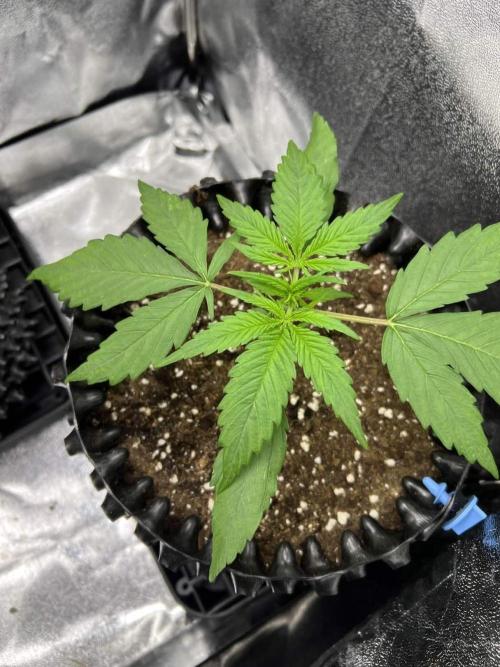 Lemon AK & Tropicana Cookies 60x60x180. Week 2 - L.AK End of week2 